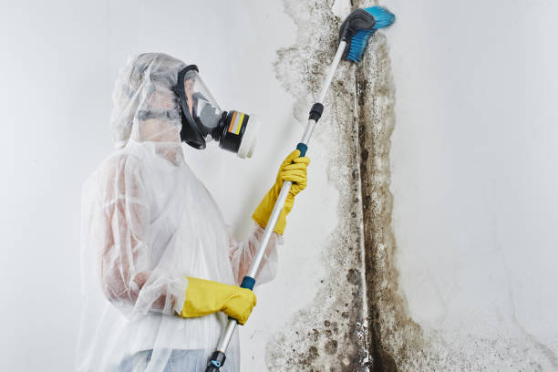 Mold Remediation for Rental Properties